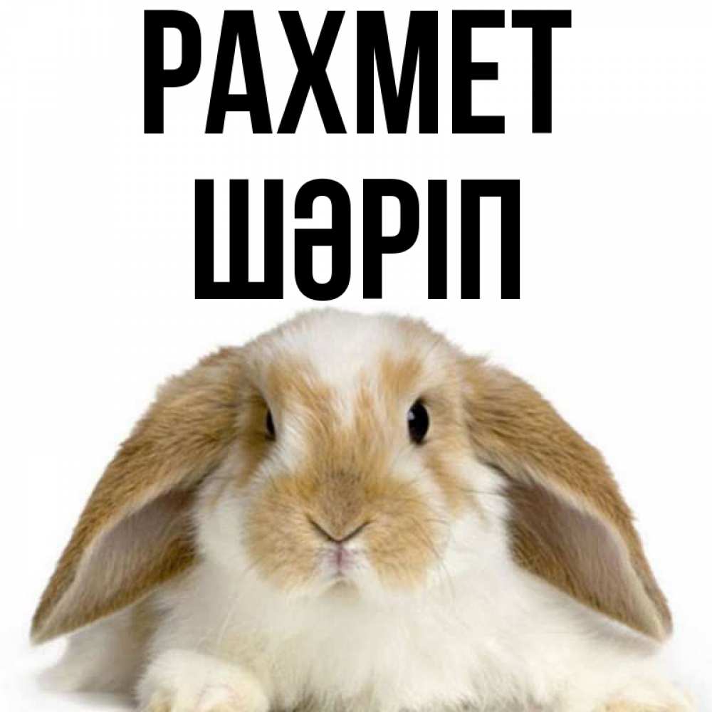 Күн сайын ашық хат с именем, ШӘРІП рахмет коричнево белый заяц Онлайн тегін жүктеп алу тілектері бар керемет карта 