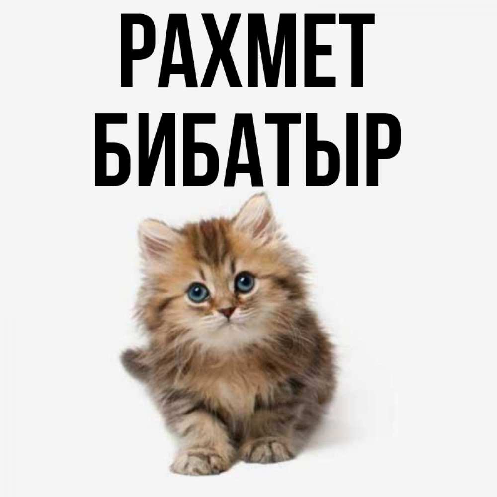 Күн сайын ашық хат с именем, Бибатыр рахмет пушистый котик Онлайн тегін жүктеп алу тілектері бар керемет карта 