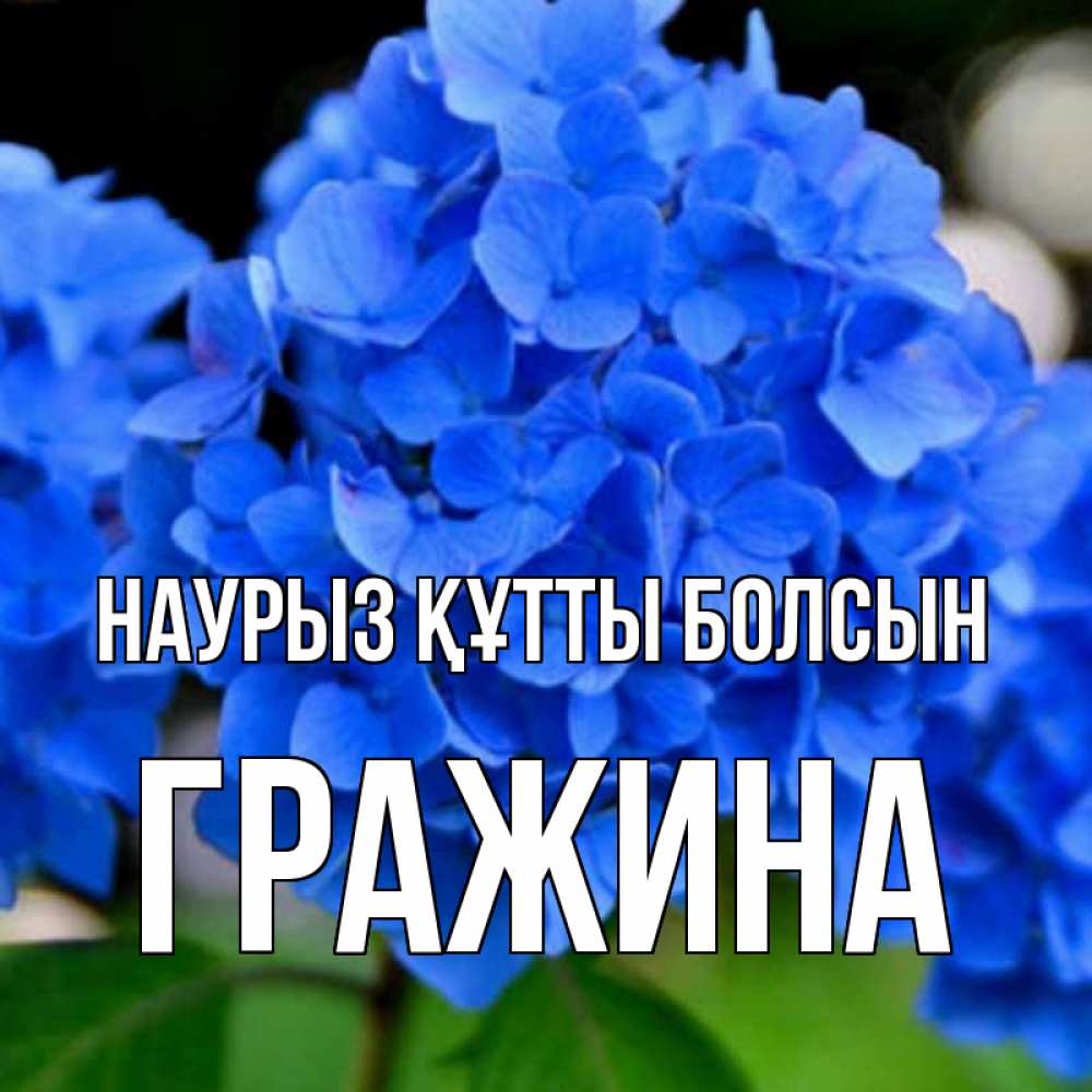 Күн сайын ашық хат с именем, Гражина Наурыз құтты болсын синие цветы Онлайн тегін жүктеп алу тілектері бар керемет карта 