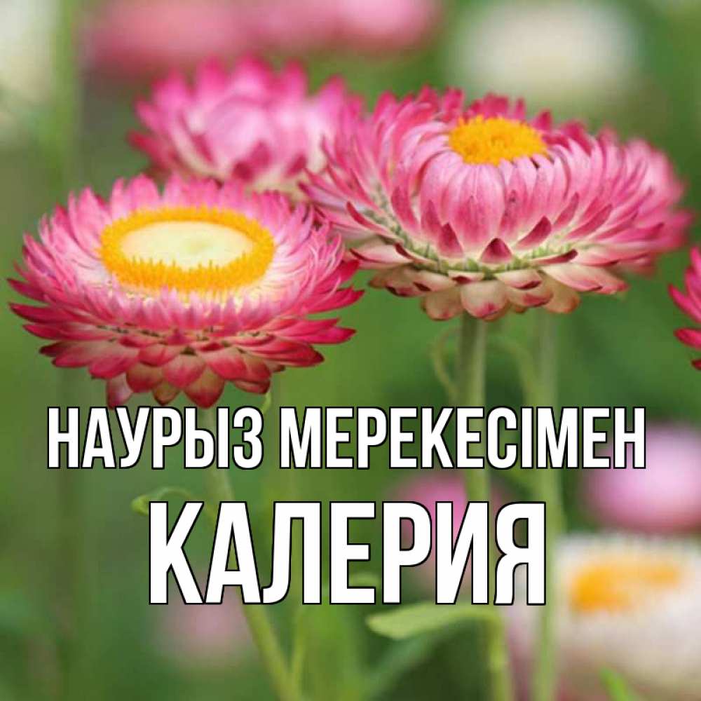 Күн сайын ашық хат с именем, Калерия Наурыз мерекесімен подарок на международный женский день Онлайн тегін жүктеп алу тілектері бар керемет карта 
