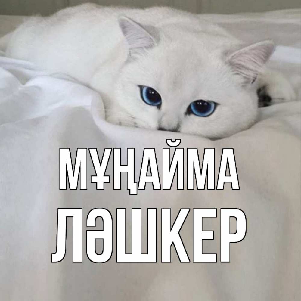 Күн сайын ашық хат с именем, ЛӘШКЕР Мұңайма белый кот с голубыми глазами на белоснежной кровати Онлайн тегін жүктеп алу тілектері бар керемет карта 