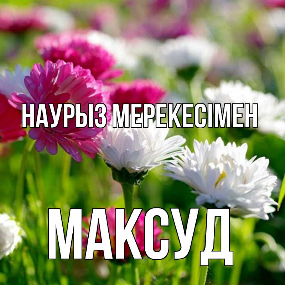 Күн сайын ашық хат с именем, Максуд Наурыз мерекесімен праздник весны наурыз красота Онлайн тегін жүктеп алу тілектері бар керемет карта 
