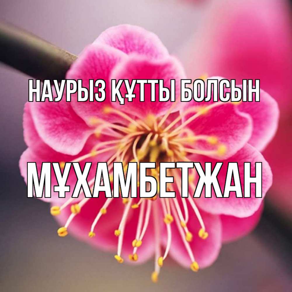 Күн сайын ашық хат с именем, МҰХАМБЕТЖАН Наурыз құтты болсын цветы Онлайн тегін жүктеп алу тілектері бар керемет карта 