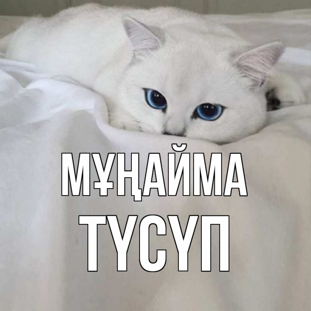 Күн сайын ашық хат с именем, ТҮСҮП Мұңайма белый кот с голубыми глазами на белоснежной кровати Онлайн тегін жүктеп алу тілектері бар керемет карта 