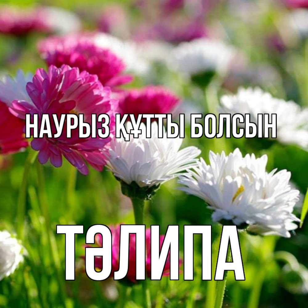 Күн сайын ашық хат с именем, ТӘЛИПА Наурыз құтты болсын наурыз Онлайн тегін жүктеп алу тілектері бар керемет карта 