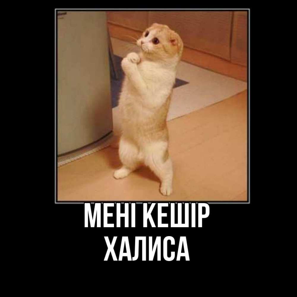 Күн сайын ашық хат с именем, ХАЛИСА Мені кешір открытка с милым несчастным котиком просящим прощения Онлайн тегін жүктеп алу тілектері бар керемет карта 