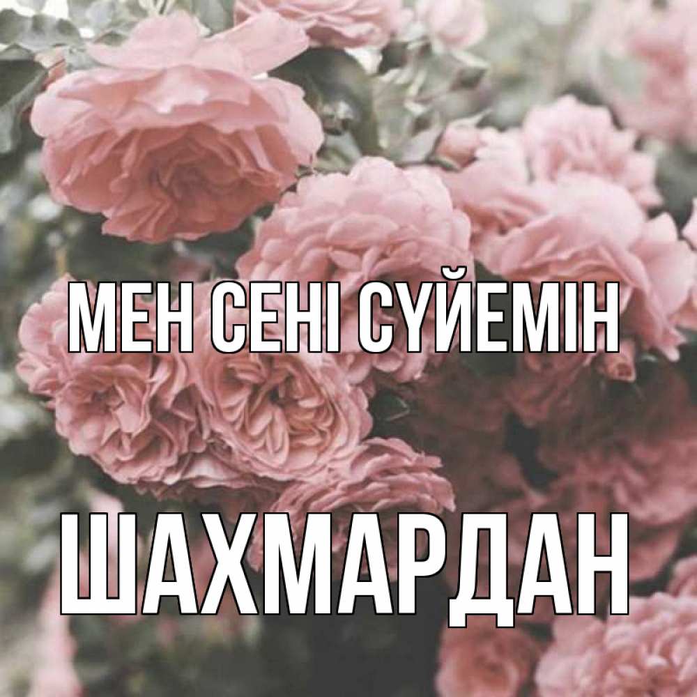 Күн сайын ашық хат с именем, ШАХМАРДАН Мен сені сүйемін розы 3 Онлайн тегін жүктеп алу тілектері бар керемет карта 