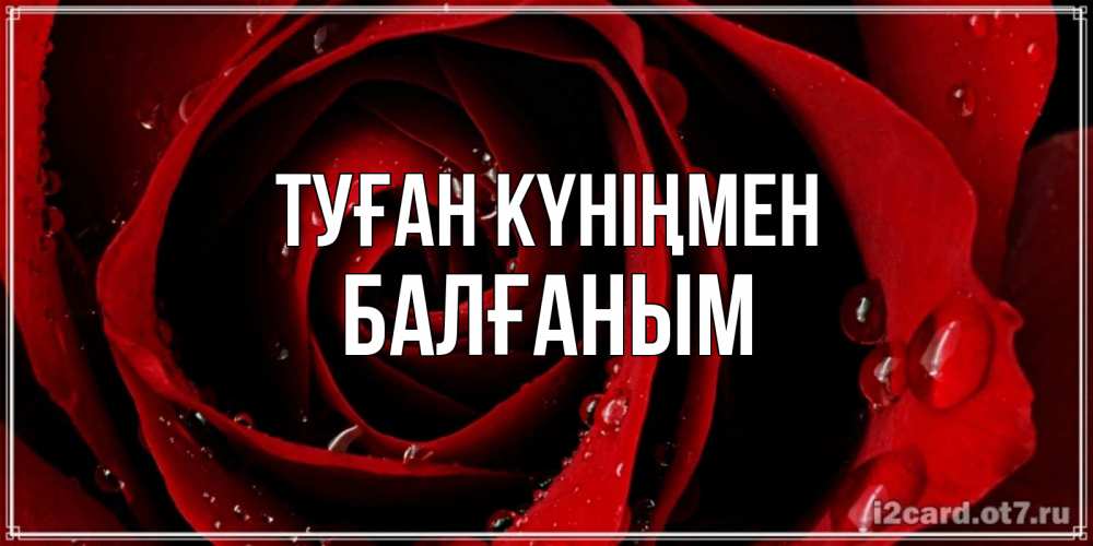 Күн сайын ашық хат с именем, БАЛҒАНЫМ Туған күніңмен крупная бордовая роза Онлайн тегін жүктеп алу тілектері бар керемет карта 