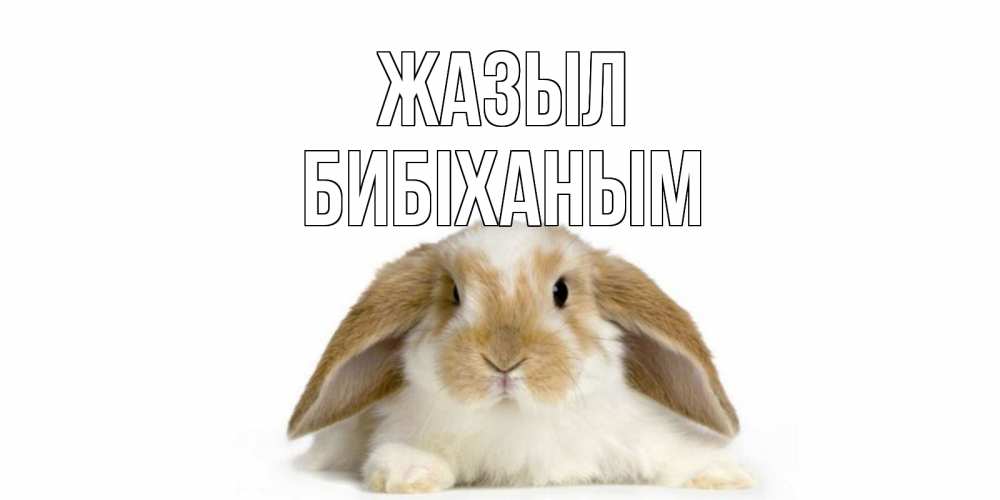 Күн сайын ашық хат с именем, БИБІХАНЫМ Жазыл вислоухий кролик белого и коричневого цвета Онлайн тегін жүктеп алу тілектері бар керемет карта 