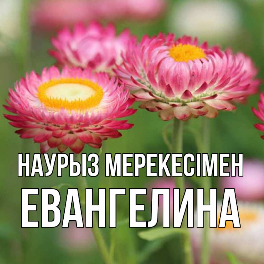 Күн сайын ашық хат с именем, Евангелина Наурыз мерекесімен подарок на международный женский день Онлайн тегін жүктеп алу тілектері бар керемет карта 