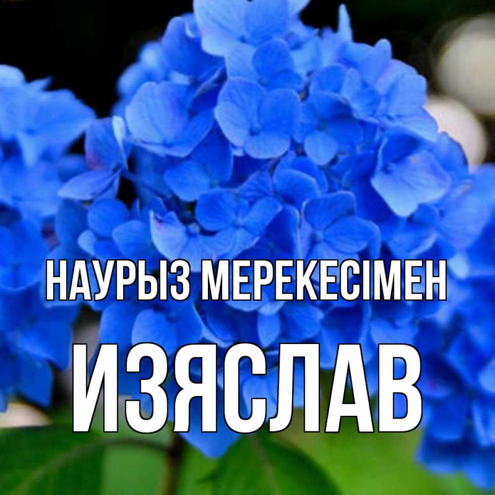 Күн сайын ашық хат с именем, Изяслав Наурыз мерекесімен синие цветы Онлайн тегін жүктеп алу тілектері бар керемет карта 