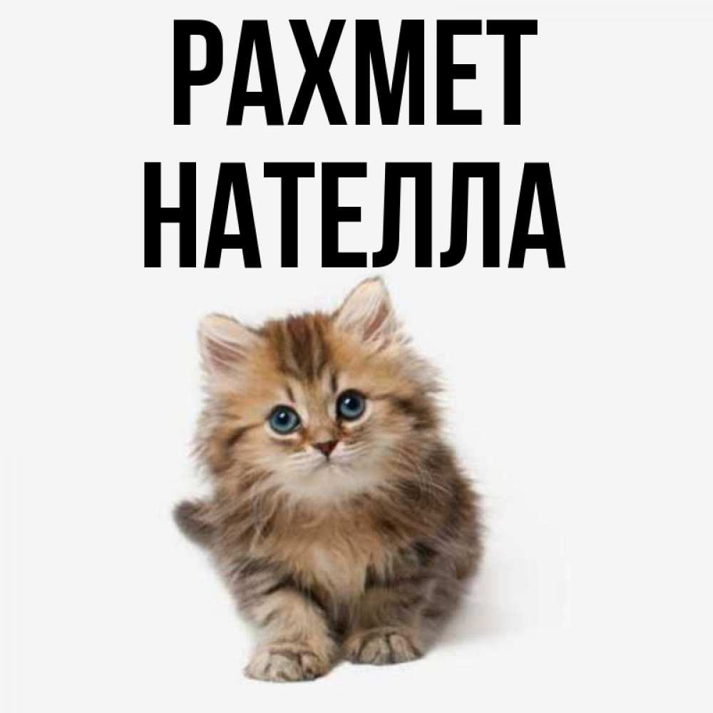 Күн сайын ашық хат с именем, Нателла рахмет пушистый котик Онлайн тегін жүктеп алу тілектері бар керемет карта 