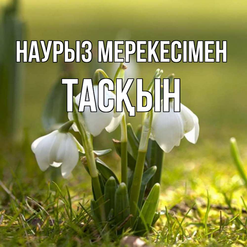 Күн сайын ашық хат с именем, ТАСҚЫН Наурыз мерекесімен ранние цветы 2 Онлайн тегін жүктеп алу тілектері бар керемет карта 