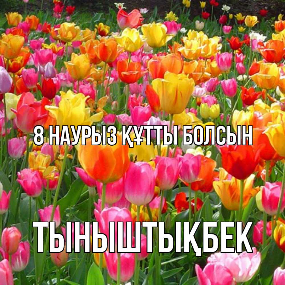 Күн сайын ашық хат с именем, ТЫНЫШТЫҚБЕК 8 наурыз құтты болсын на международный женский день Онлайн тегін жүктеп алу тілектері бар керемет карта 