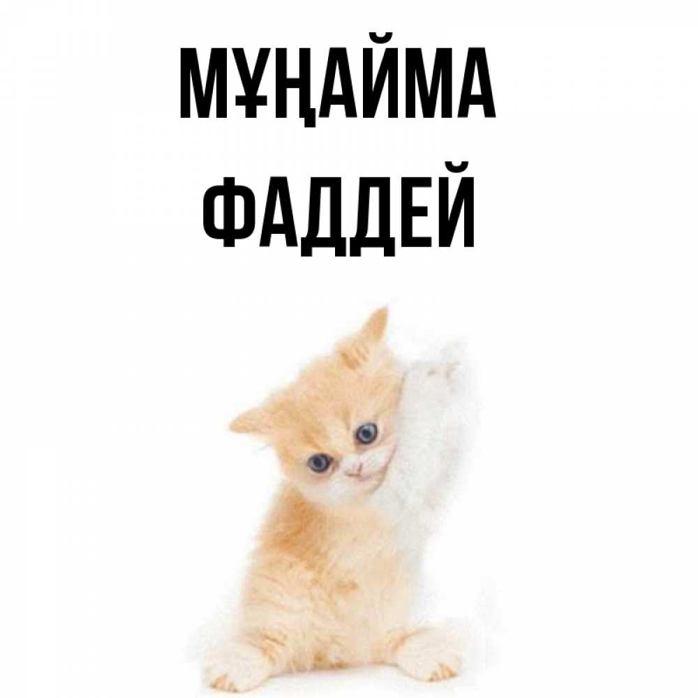 Күн сайын ашық хат с именем, Фаддей Мұңайма просящий кот Онлайн тегін жүктеп алу тілектері бар керемет карта 
