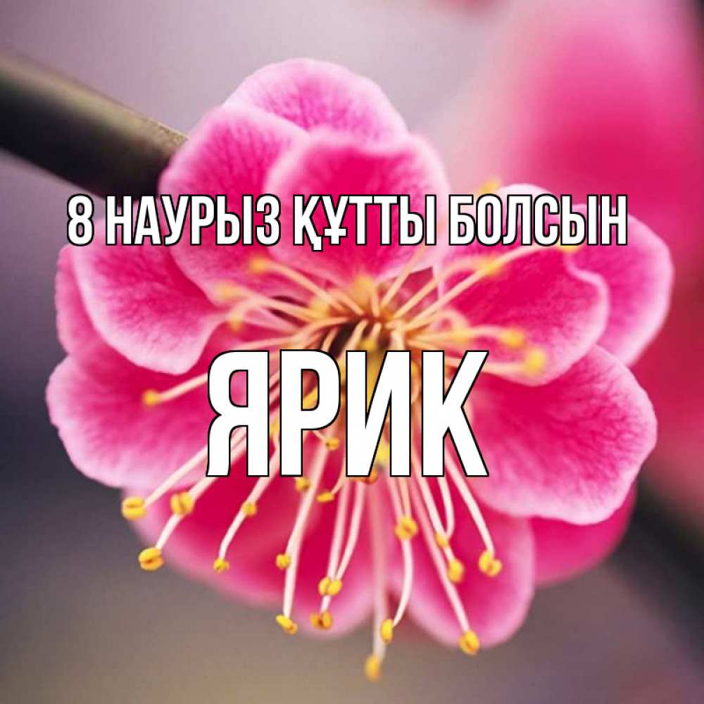 Күн сайын ашық хат с именем, Ярик 8 наурыз құтты болсын цветы Онлайн тегін жүктеп алу тілектері бар керемет карта 