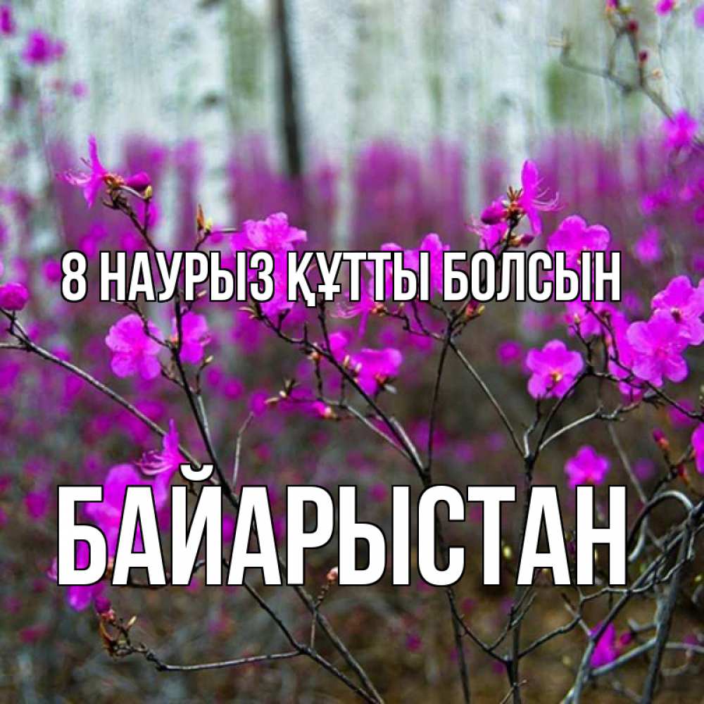 Күн сайын ашық хат с именем, Байарыстан 8 наурыз құтты болсын дикие цветы Онлайн тегін жүктеп алу тілектері бар керемет карта 