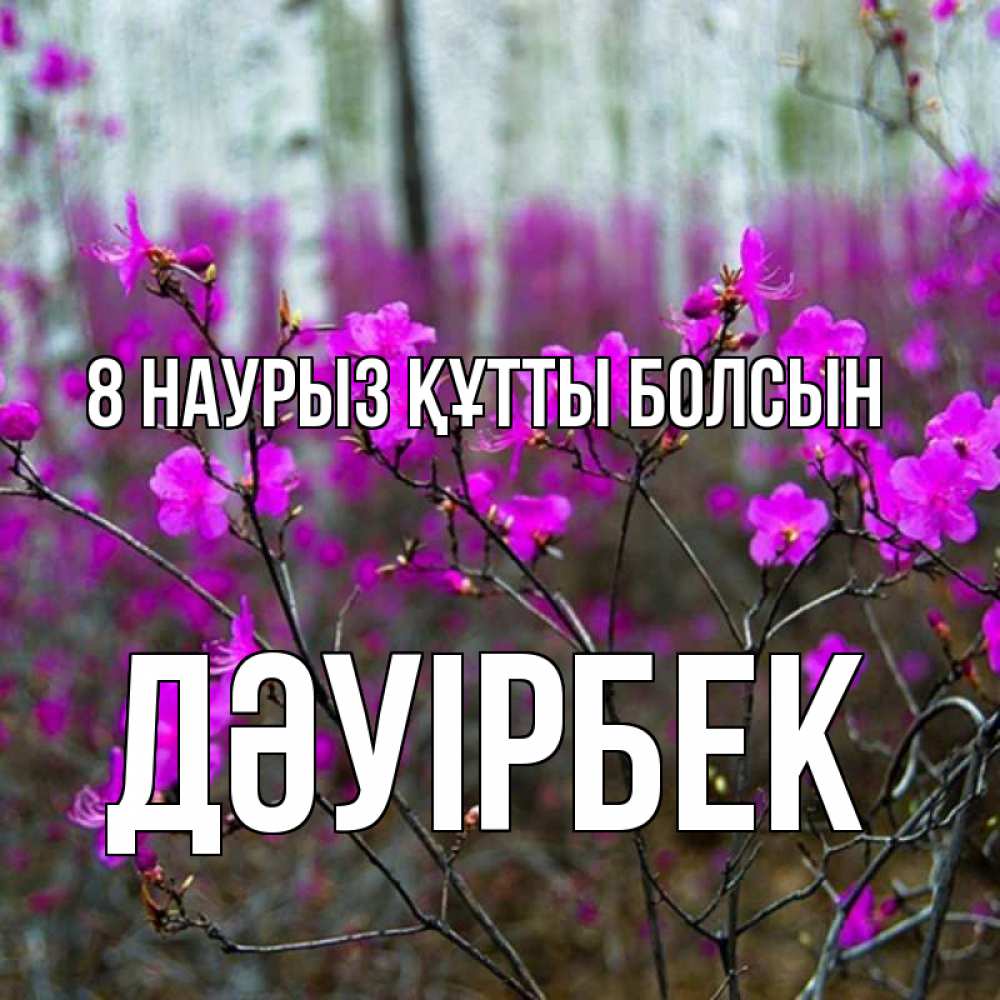 Күн сайын ашық хат с именем, Дәуірбек 8 наурыз құтты болсын дикие цветы Онлайн тегін жүктеп алу тілектері бар керемет карта 