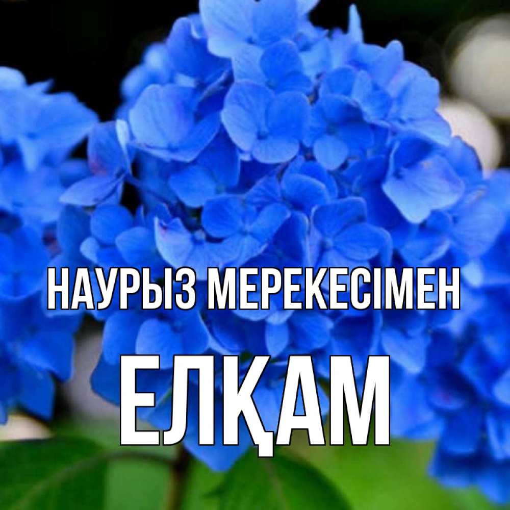 Күн сайын ашық хат с именем, Елқам Наурыз мерекесімен синие цветы Онлайн тегін жүктеп алу тілектері бар керемет карта 
