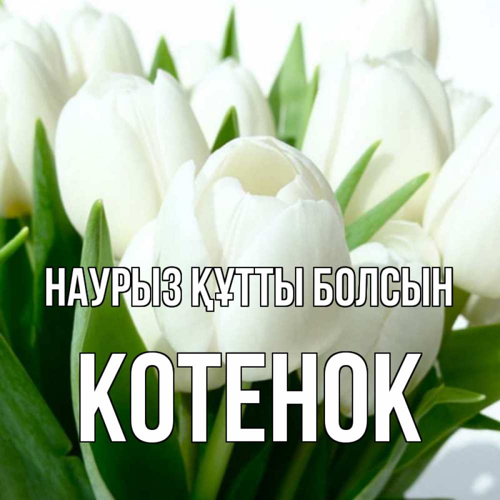 Күн сайын ашық хат с именем, Котенок Наурыз құтты болсын цветы Онлайн тегін жүктеп алу тілектері бар керемет карта 