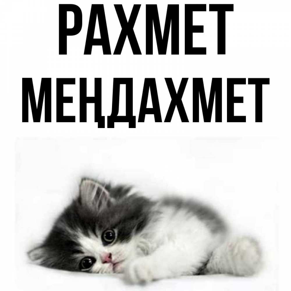 Күн сайын ашық хат с именем, МЕҢДАХМЕТ рахмет черный и белый кот Онлайн тегін жүктеп алу тілектері бар керемет карта 