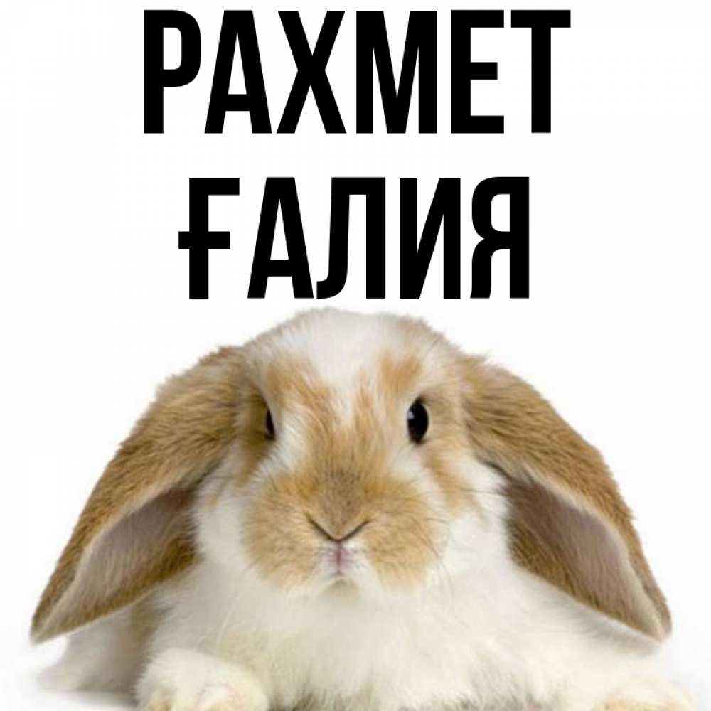 Күн сайын ашық хат с именем, ҒАЛИЯ рахмет коричнево белый заяц Онлайн тегін жүктеп алу тілектері бар керемет карта 