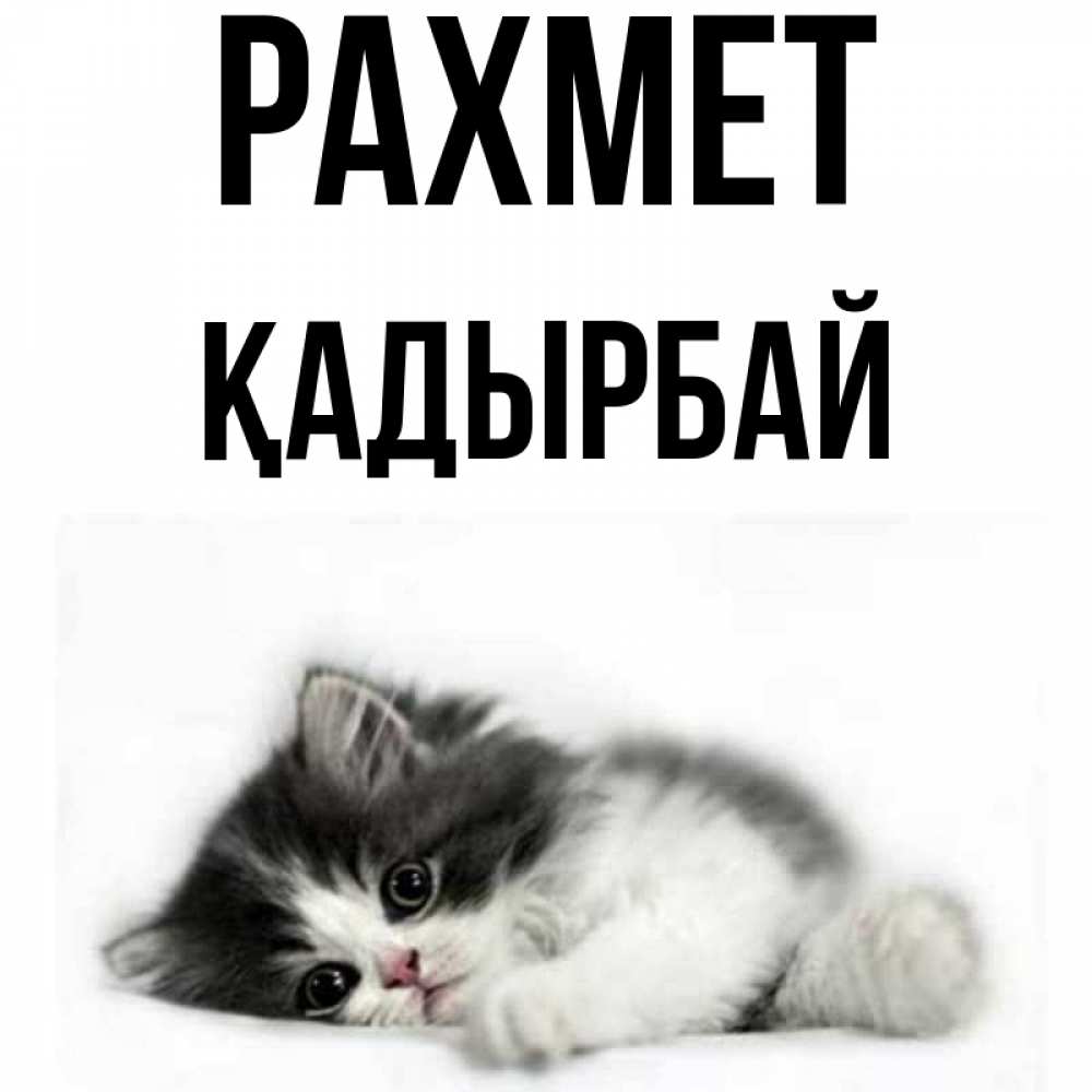 Күн сайын ашық хат с именем, Қадырбай рахмет черный и белый кот Онлайн тегін жүктеп алу тілектері бар керемет карта 