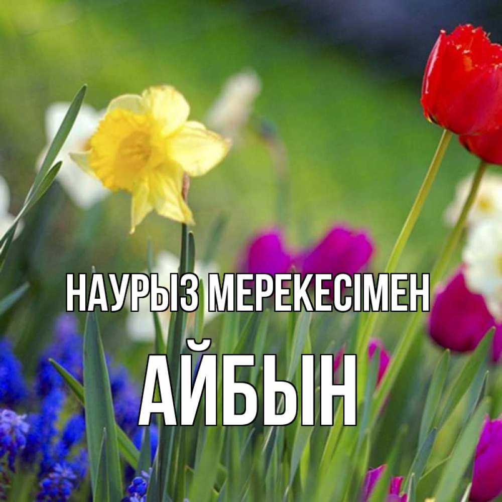Күн сайын ашық хат с именем, Айбын Наурыз мерекесімен праздник весны наурыз 3 Онлайн тегін жүктеп алу тілектері бар керемет карта 
