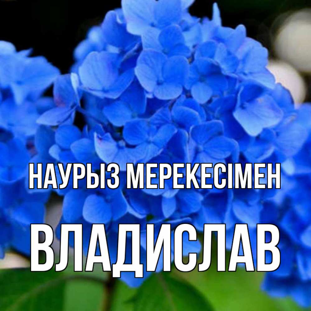 Күн сайын ашық хат с именем, Владислав Наурыз мерекесімен синие цветы Онлайн тегін жүктеп алу тілектері бар керемет карта 