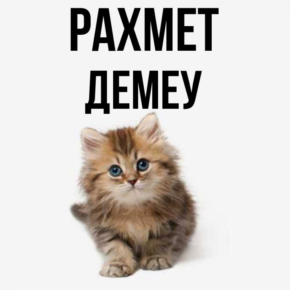 Күн сайын ашық хат с именем, Демеу рахмет пушистый котик Онлайн тегін жүктеп алу тілектері бар керемет карта 