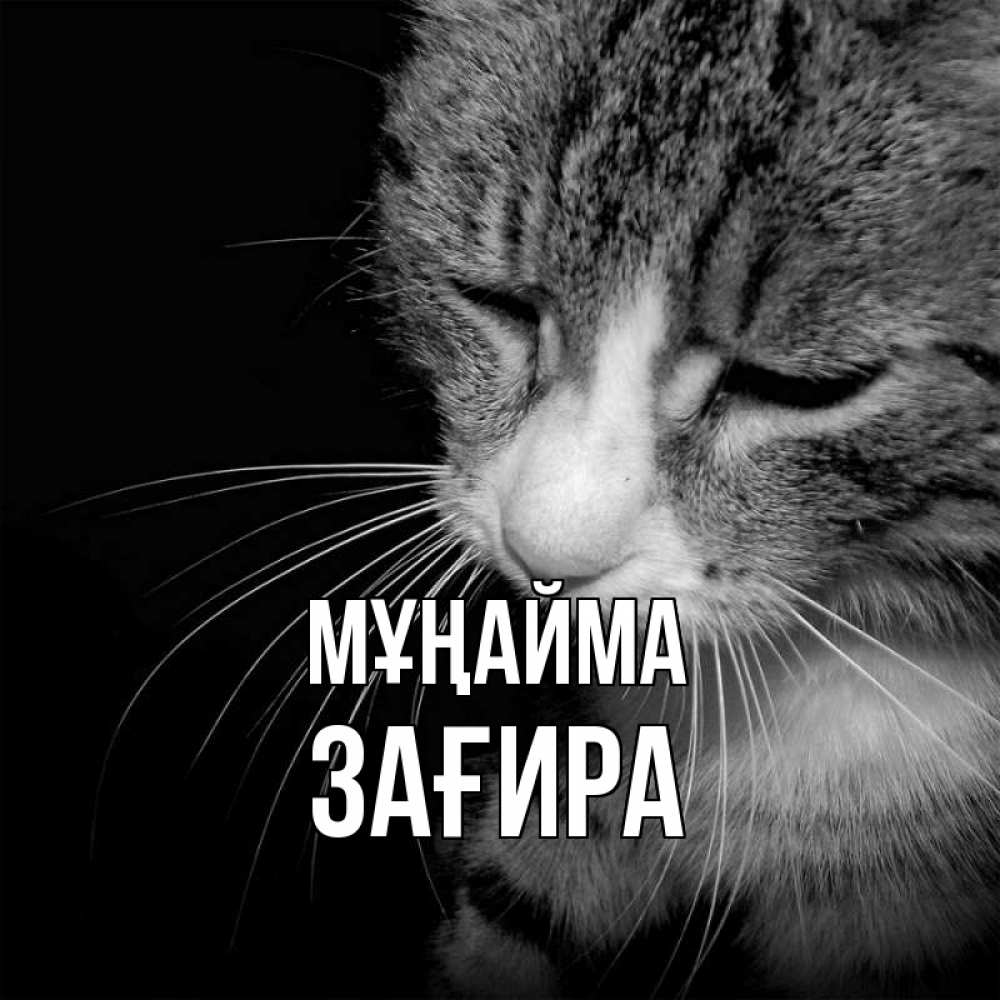 Күн сайын ашық хат с именем, ЗАҒИРА Мұңайма грустный котик Онлайн тегін жүктеп алу тілектері бар керемет карта 