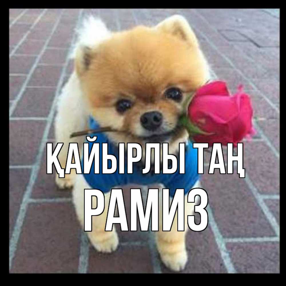 Күн сайын ашық хат с именем, РАМИЗ Қайырлы таң роза в зубах Онлайн тегін жүктеп алу тілектері бар керемет карта 