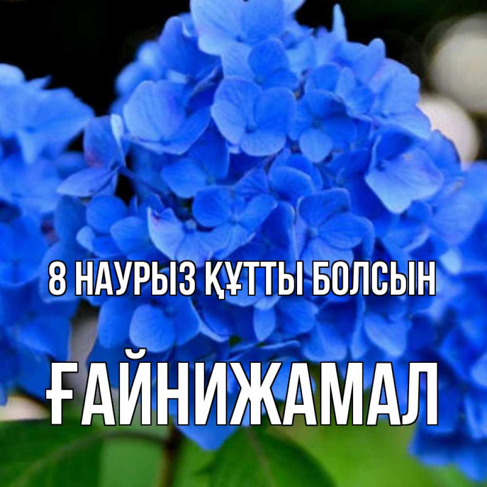 Күн сайын ашық хат с именем, ҒАЙНИЖАМАЛ 8 наурыз құтты болсын синие цветы Онлайн тегін жүктеп алу тілектері бар керемет карта 