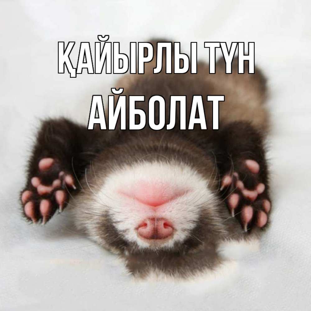 Күн сайын ашық хат с именем, Айболат Қайырлы түн зверек Онлайн тегін жүктеп алу тілектері бар керемет карта 