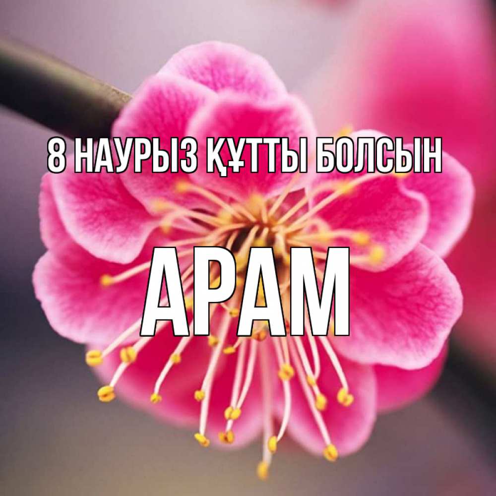 Күн сайын ашық хат с именем, Арам 8 наурыз құтты болсын цветы Онлайн тегін жүктеп алу тілектері бар керемет карта 