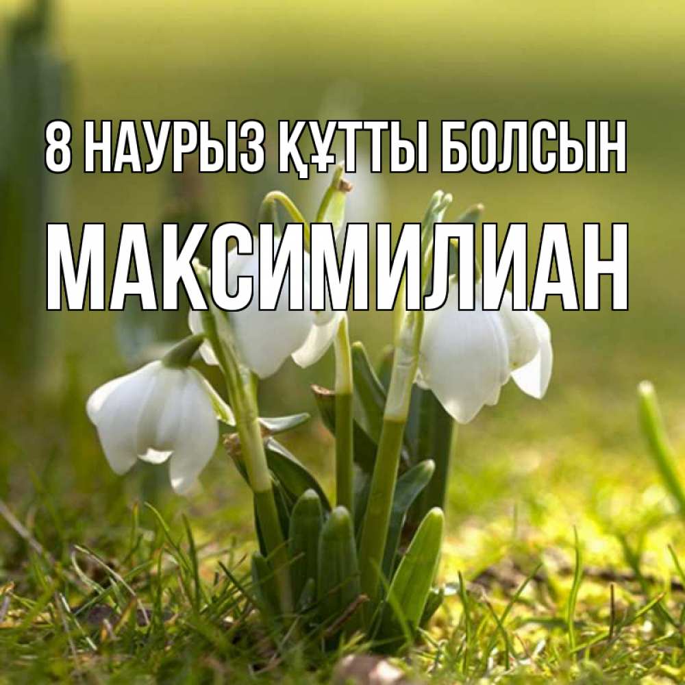 Күн сайын ашық хат с именем, Максимилиан 8 наурыз құтты болсын ранние цветы 2 Онлайн тегін жүктеп алу тілектері бар керемет карта 