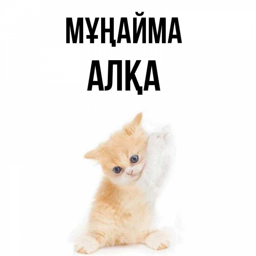 Күн сайын ашық хат с именем, Алқа Мұңайма просящий кот Онлайн тегін жүктеп алу тілектері бар керемет карта 