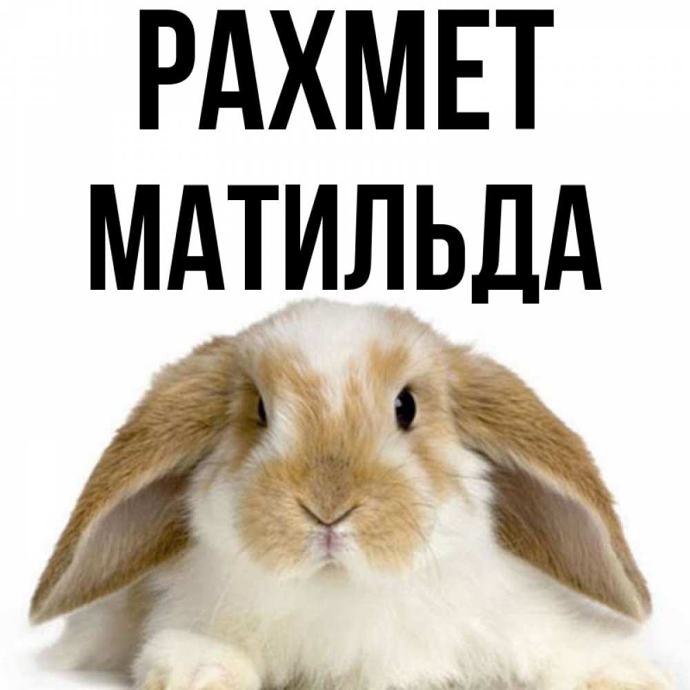 Күн сайын ашық хат с именем, Матильда рахмет коричнево белый заяц Онлайн тегін жүктеп алу тілектері бар керемет карта 