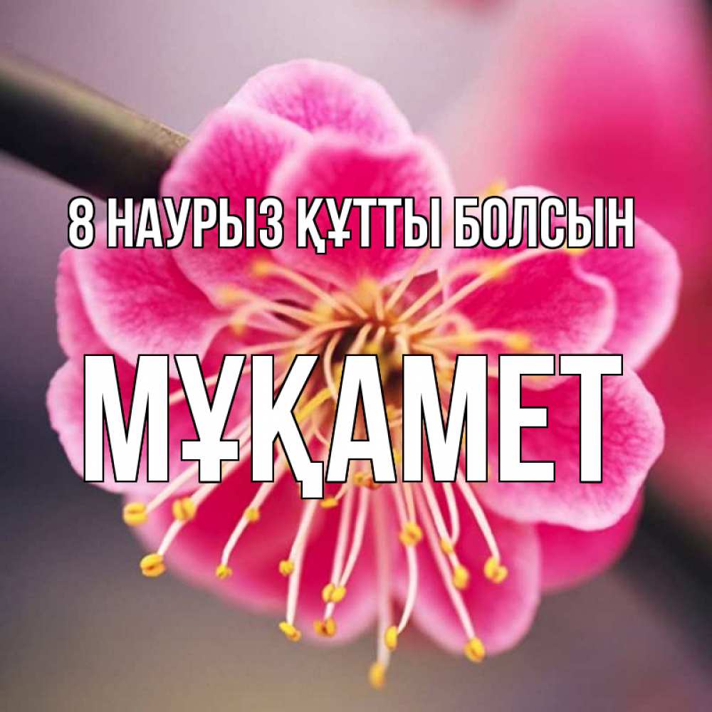 Күн сайын ашық хат с именем, МҰҚАМЕТ 8 наурыз құтты болсын цветы Онлайн тегін жүктеп алу тілектері бар керемет карта 