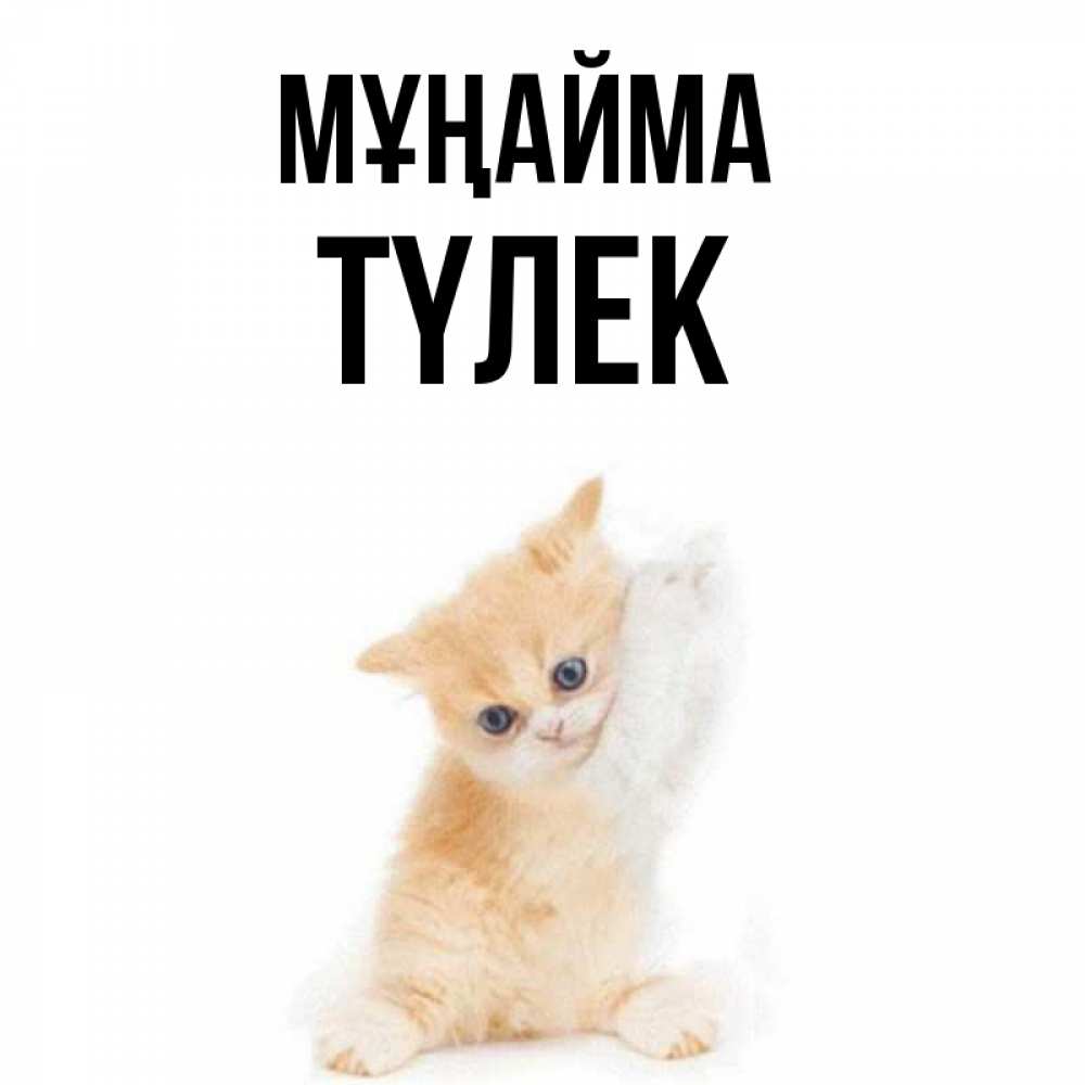 Күн сайын ашық хат с именем, ТҮЛЕК Мұңайма просящий кот Онлайн тегін жүктеп алу тілектері бар керемет карта 