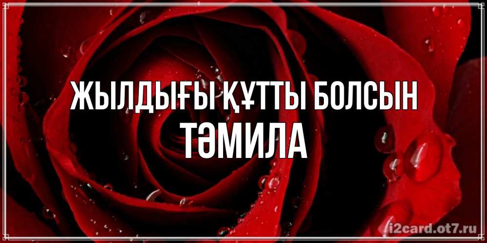 Күн сайын ашық хат с именем, ТӘМИЛА Жылдығы құтты болсын крупная бордовая роза Онлайн тегін жүктеп алу тілектері бар керемет карта 
