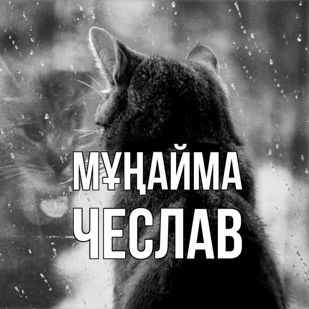 Күн сайын ашық хат с именем, Чеслав Мұңайма отражение кота 1 Онлайн тегін жүктеп алу тілектері бар керемет карта 