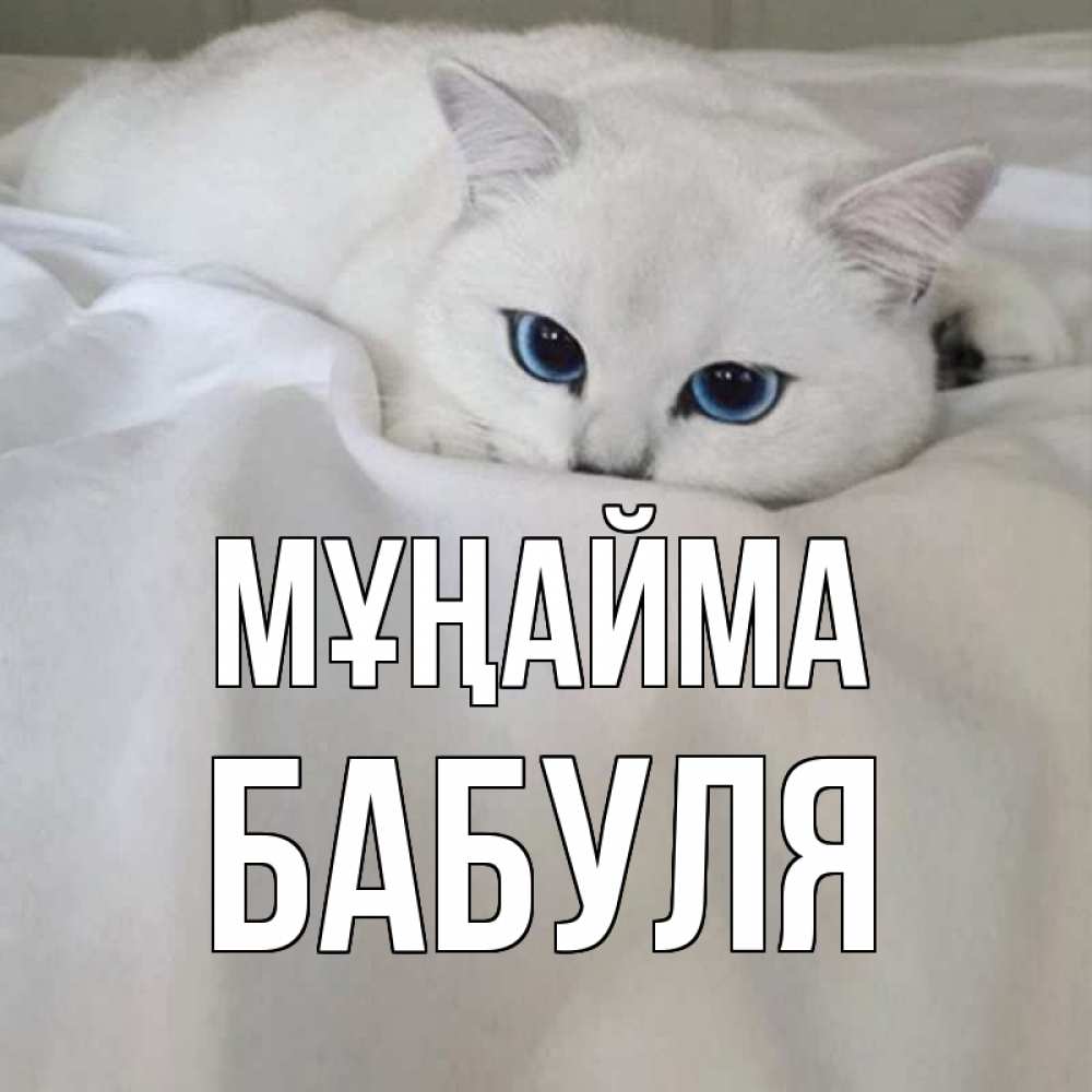 Күн сайын ашық хат с именем, Бабуля Мұңайма белый кот с голубыми глазами на белоснежной кровати Онлайн тегін жүктеп алу тілектері бар керемет карта 
