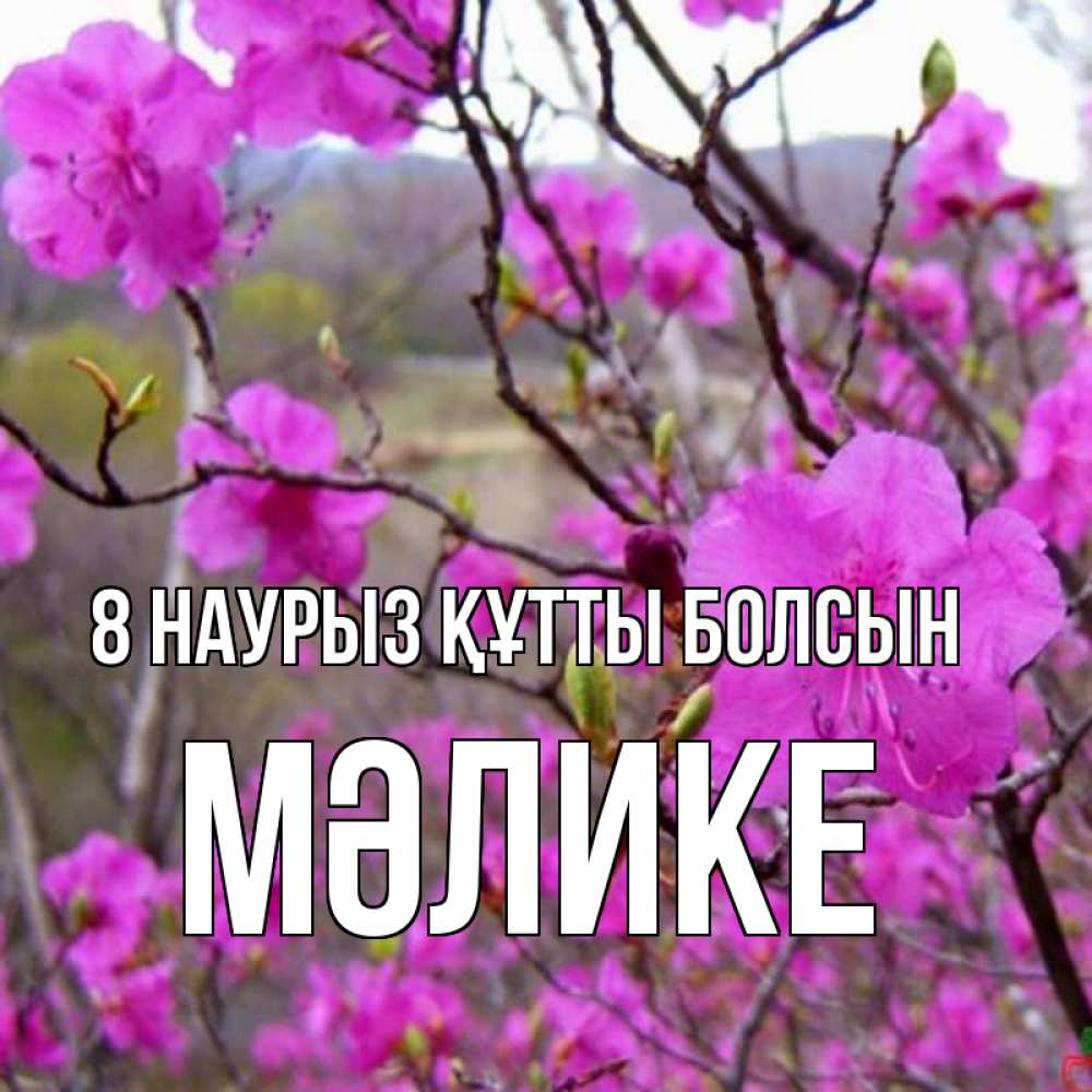 Күн сайын ашық хат с именем, МӘЛИКЕ 8 наурыз құтты болсын международный женский день Онлайн тегін жүктеп алу тілектері бар керемет карта 