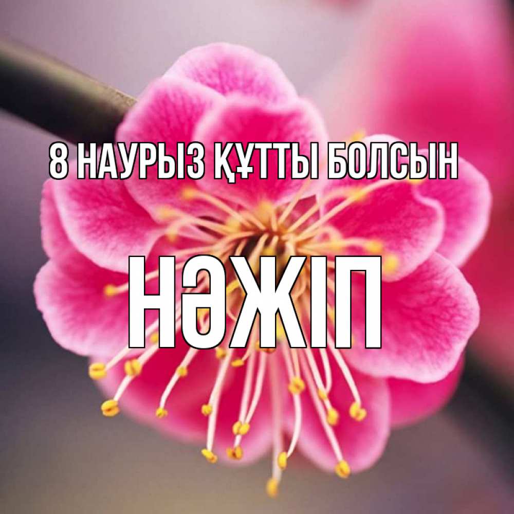 Күн сайын ашық хат с именем, НӘЖІП 8 наурыз құтты болсын цветы Онлайн тегін жүктеп алу тілектері бар керемет карта 