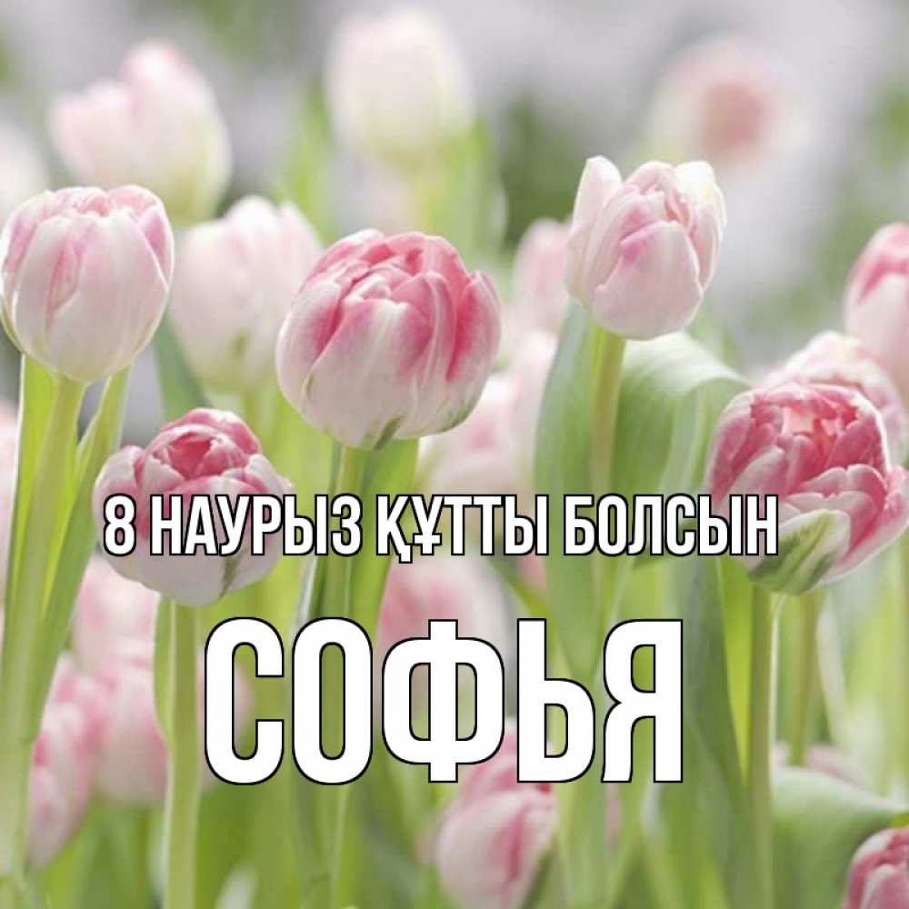 Күн сайын ашық хат с именем, Софья 8 наурыз құтты болсын цветы Онлайн тегін жүктеп алу тілектері бар керемет карта 