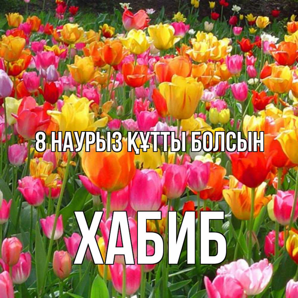 Күн сайын ашық хат с именем, ХАБИБ 8 наурыз құтты болсын на международный женский день Онлайн тегін жүктеп алу тілектері бар керемет карта 