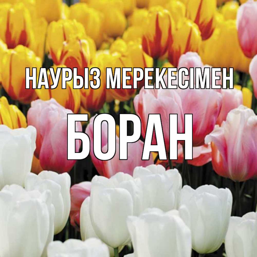 Күн сайын ашық хат с именем, Боран Наурыз мерекесімен разноцветные цветы Онлайн тегін жүктеп алу тілектері бар керемет карта 