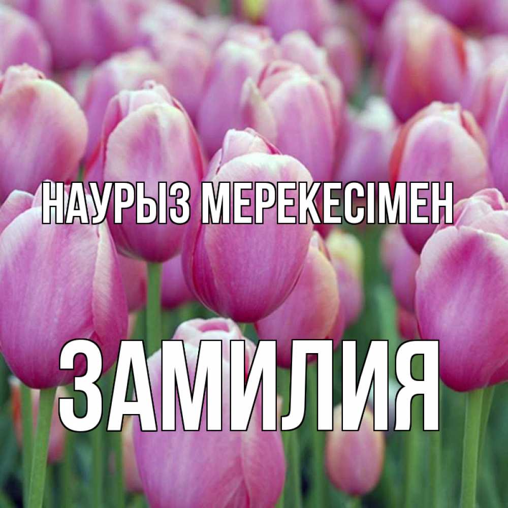 Күн сайын ашық хат с именем, ЗАМИЛИЯ Наурыз мерекесімен праздник весны наурыз 69 Онлайн тегін жүктеп алу тілектері бар керемет карта 