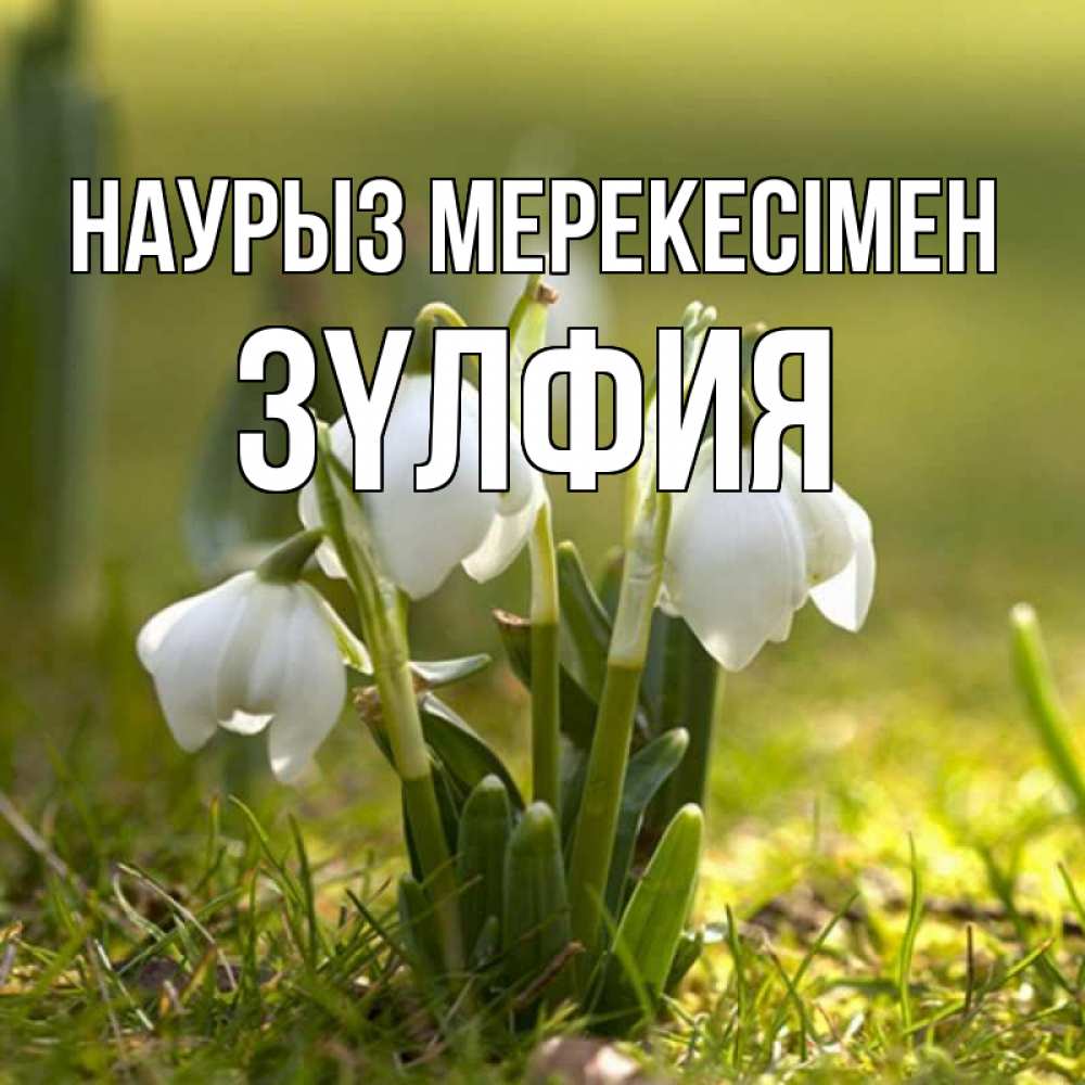 Күн сайын ашық хат с именем, ЗҮЛФИЯ Наурыз мерекесімен ранние цветы 2 Онлайн тегін жүктеп алу тілектері бар керемет карта 
